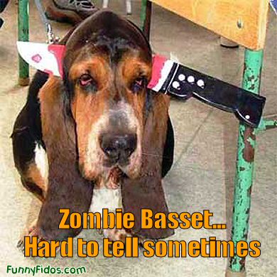 IMG:https://www.funnyfidos.com/wp-content/uploads/2009/04/funny-dog-zombie-bassett.jpg