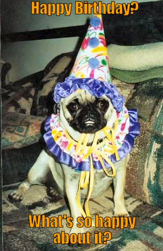 Funny pug dressd in a birthday outfit