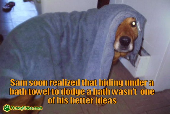 Dog trying to hide from getting a bath